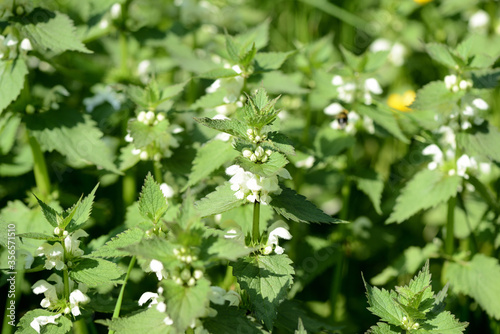 Fototapeta Naklejka Na Ścianę i Meble -  Blooming nettle with white flowers on a summer day lit by the sun. Alternative medicine. Herb in its natural environment