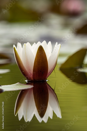close up of a beautiful pink water lily blooming in the pond inside the park with reflection on the water surface