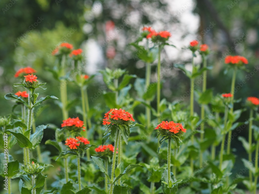 Botanical background of a spring flower.Hardy plant Lichnis chalcedonica or in everyday life called carnation blooms in the garden. Botanical background of a spring flower.Hardy plant Lichnis chalcedonica or in everyday life called carnation blooms in the garden.