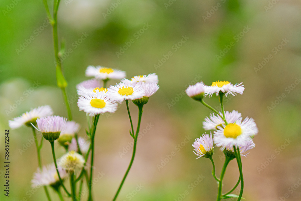 daisies in a field