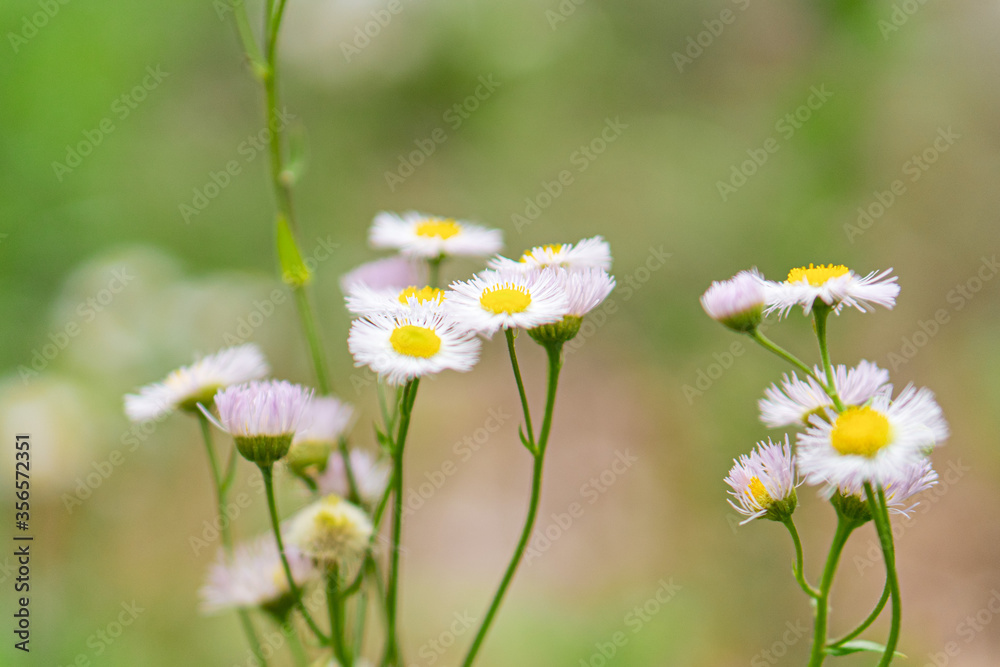 daisies in a field
