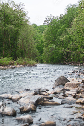 river in the forest