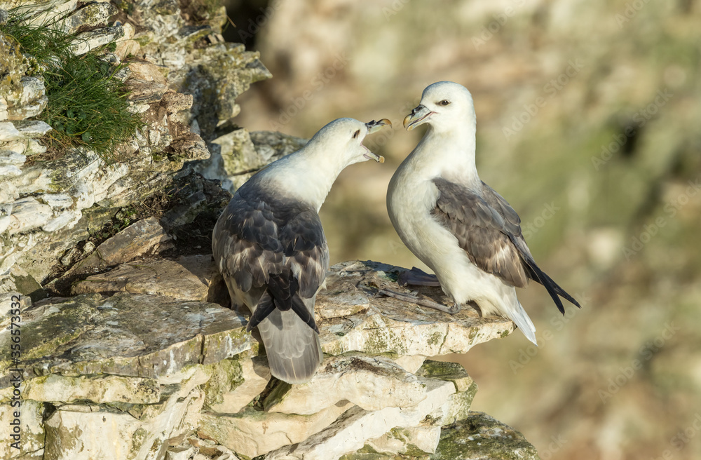 Fulmars (Scientific name: Fulmarus glacialis) A pair of breeding Fulmars nesting on the high chalk cliffs at Bempton, East Yorkshire, UK. Horizontal. Space for copy.
Fulmars (Scientific name: Fulmarus glacialis) A pair of breeding Fulmars nesting on the high chalk cliffs at Bempton, East Yorkshire, UK. Horizontal. Space for copy.