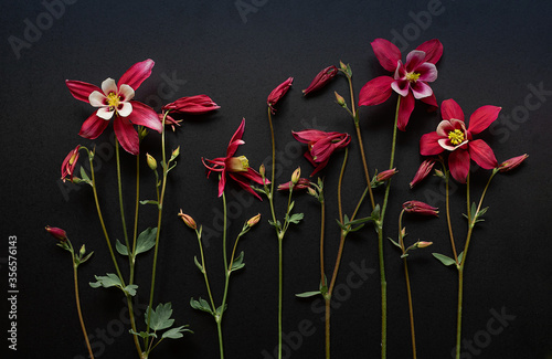 Red aquilegia flowers on a black background. Beautiful floral background. Flat lay. photo