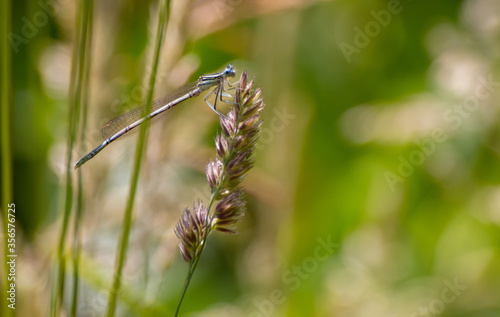 agrion à larges pattes