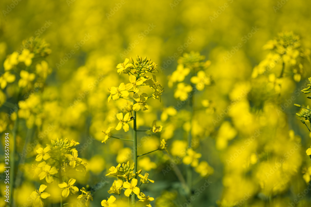 Detail of flowering rapeseed canola or colza in latin Brassica Napus, plant for green energy and oil industry, rapeseed plant.