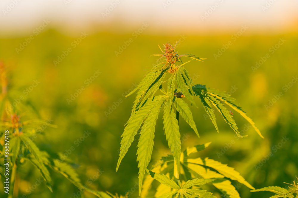 Young cannabis plant sprout growing in the field. Summer.