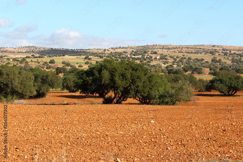 Obraz premium View of the semi desert of land with argan trees in Morocco, Africa.