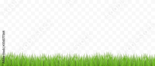 Green grass on transparent background - place for your text