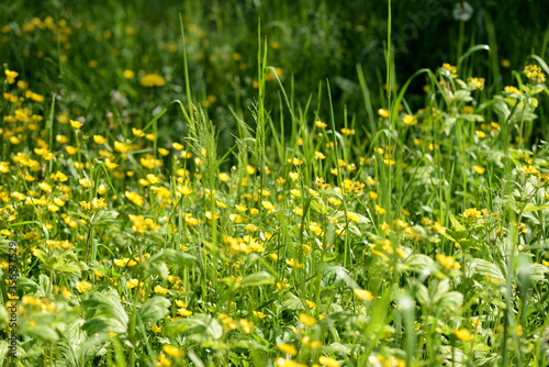 Bright yellow flowers of buttercups in a forest glade on a sunny day. Natural summer background