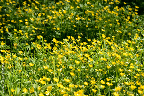 Bright yellow flowers of buttercups in a forest glade on a sunny day. Natural summer background
