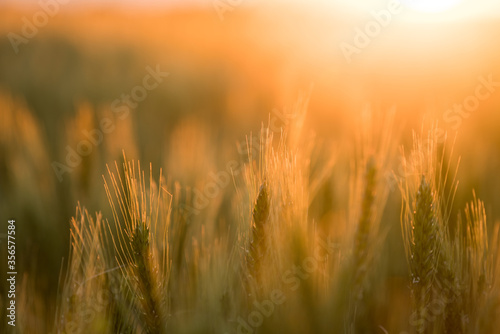 Golden wheat field during sunset. Summer.