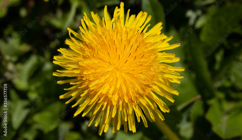 A single yellow dandelion flower.Macro photography of a dandelion. Green background. A single yellow dandelion flower.Macro photography of a dandelion. Green background.