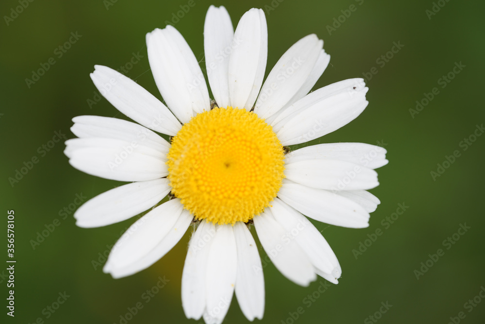 Makroaufnahme von einer Blume Makroaufnahme von einer Blume
