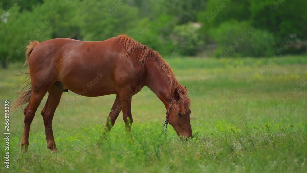 Beautiful horse is eating green grass near the village in cloudy spring day. Beautiful horse is eating green grass near the village in cloudy spring day.