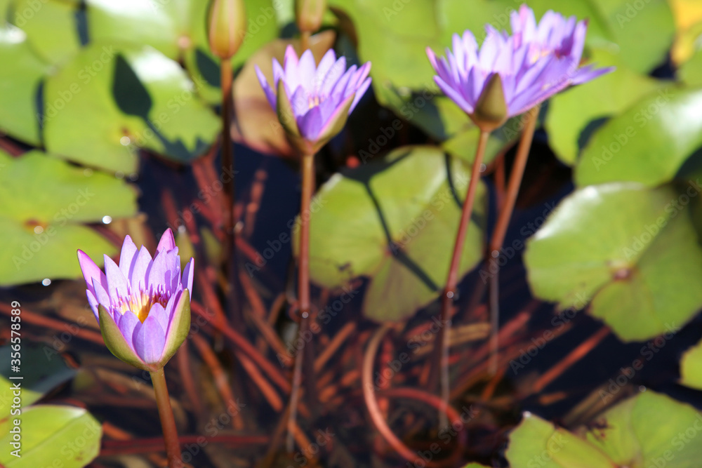 Closeup of purple water lily flowers on lily pads in water Closeup of purple water lily flowers on lily pads in water