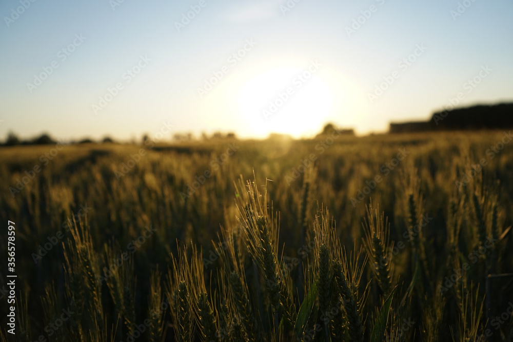 Weizenfeld beim Sonnenuntergang