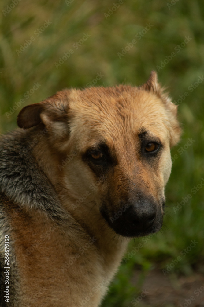 German shepherd close-up portrait rainy day. German shepherd close-up portrait rainy day.