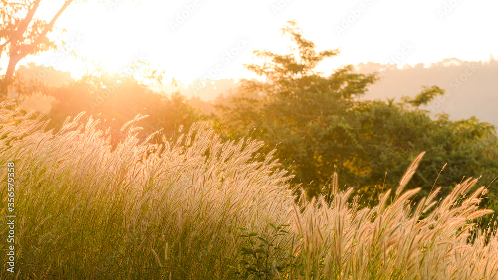 grass flower or pennisetum with sunset on background. Outdoor in the natural concept