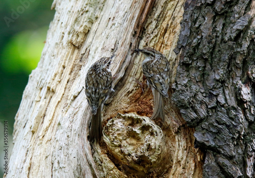 Treecreepers at the nest feeding chicks and each other