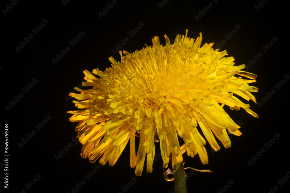 Isolated Dandelion Flower Isolated Dandelion Flower