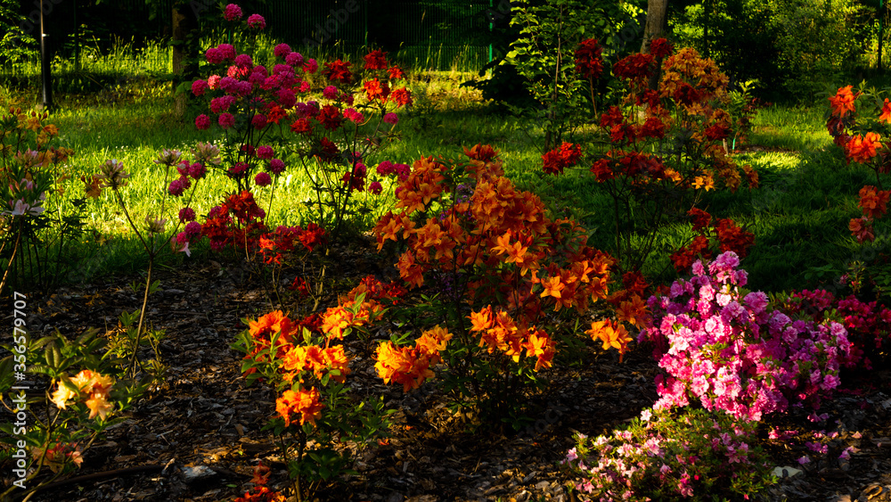 
Flowers in the botanical garden in Radzionków, free space for entry.