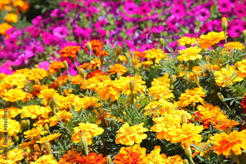 Closeup of orange and yellow marigold flowers surrounded by green leaves in a garden setting Closeup of orange and yellow marigold flowers surrounded by green leaves in a garden setting
