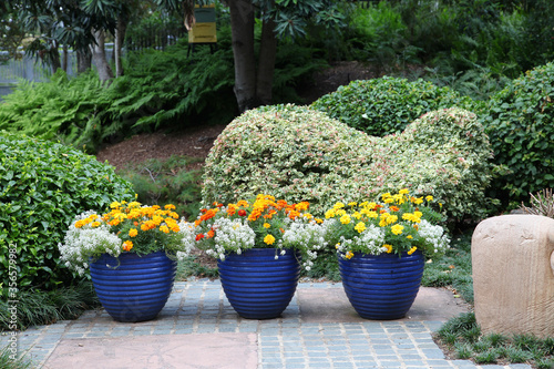 Fototapeta Naklejka Na Ścianę i Meble -  Display of beautiful yellow and orange marigold flowers in blue pots