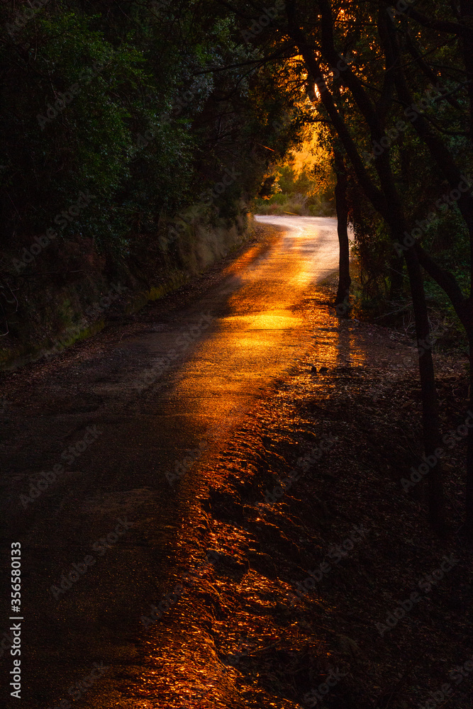 Obraz premium road in sunset light
