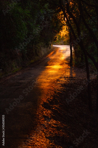 road in sunset light