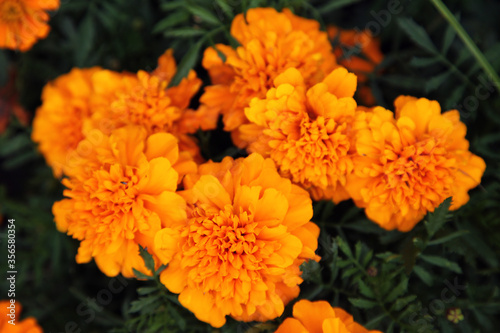 Closeup of beautiful orange marigold flower