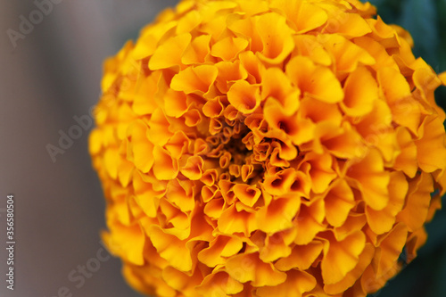 Closeup of beautiful orange marigold flower