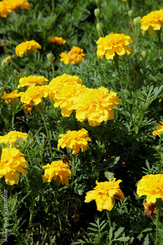 Closeup of orange and yellow marigold flowers surrounded by green leaves in a garden setting