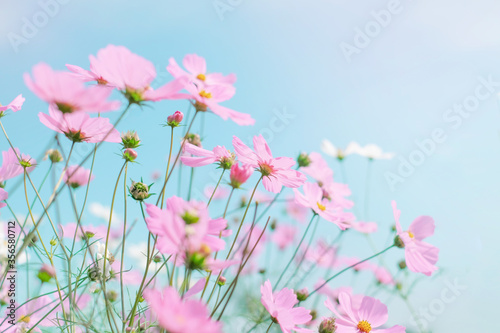 Blooming pink cosmos flowers in the garden with light blue