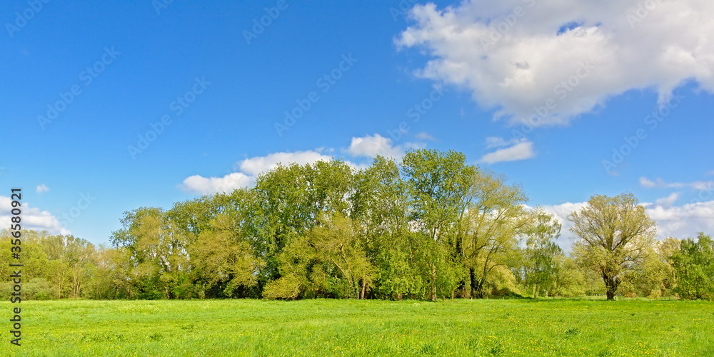 Fresh green spring forest in Bourgoyen nature reserve, Ghent, Flanders, Belgium Fresh green spring forest in Bourgoyen nature reserve, Ghent, Flanders, Belgium