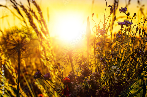 Sonnenuntergang auf der Wiese