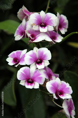 Beautiful purple orchid flowers in garden setting