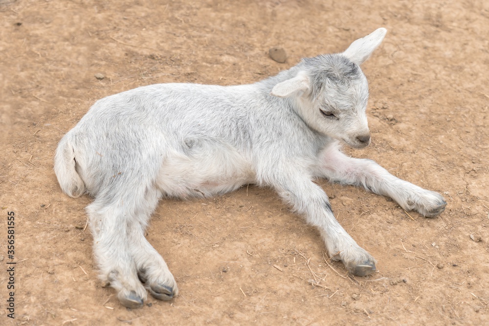 Small goat lying on the ground