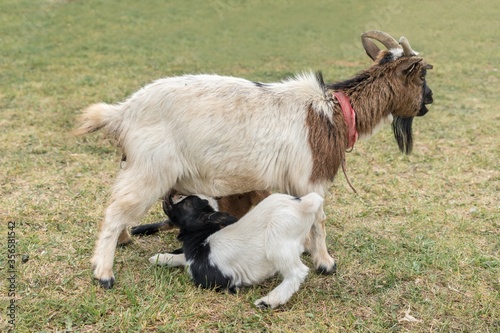 Mother goat is feeding newborn little goat