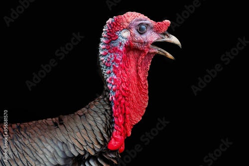 Portrait of turkey isolated on black background