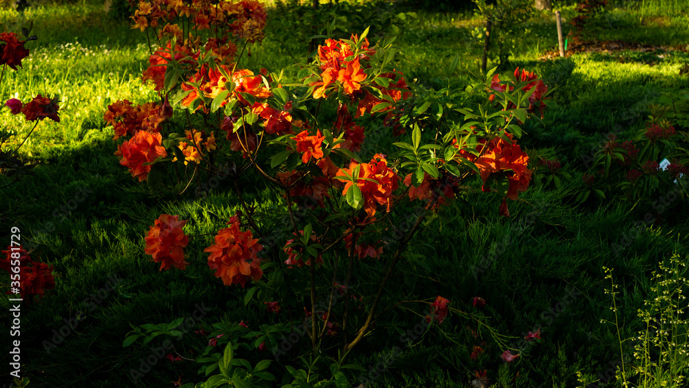 Flowers in the botanical garden in Radzionków, free space for entry.
Flowers in the botanical garden in Radzionków, free space for entry.