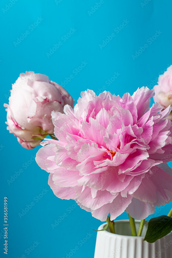 Pink peony flower bouquet in bloom isolated on a solid blue background