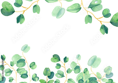 Eucalyptus watercolor botanical illustration for decoration