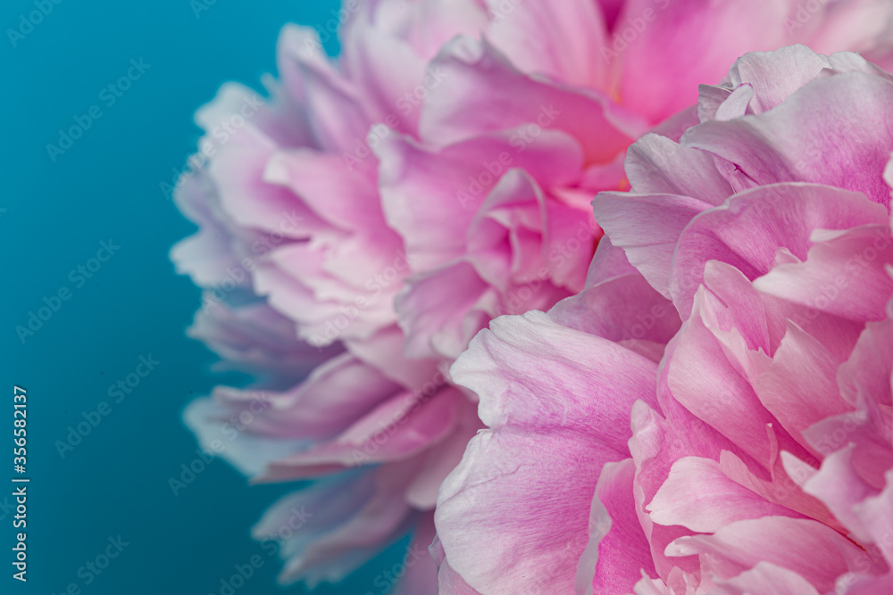 Pink peony flower bouquet in bloom isolated on a solid blue background
