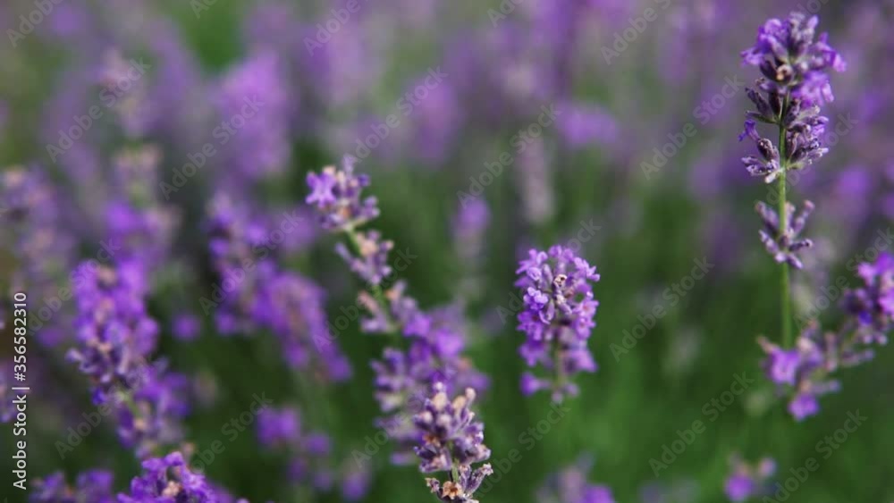 Bushes of flowering lavender on the field. Close-up. Bushes of flowering lavender on the field. Close-up.
