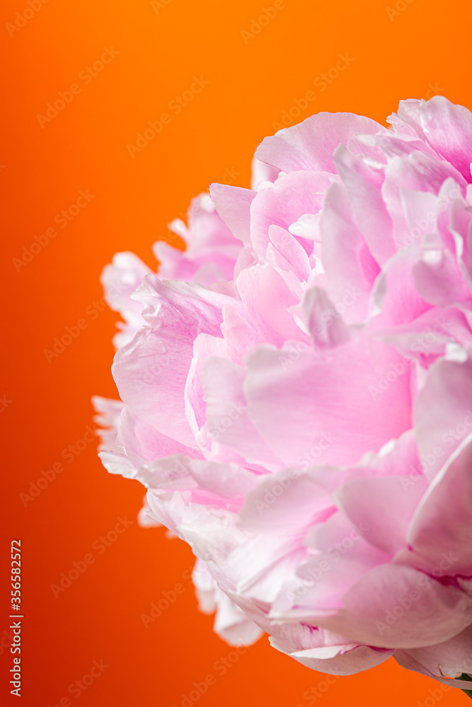 Pink peony flower bouquet isolated on a solid orange background Pink peony flower bouquet isolated on a solid orange background
