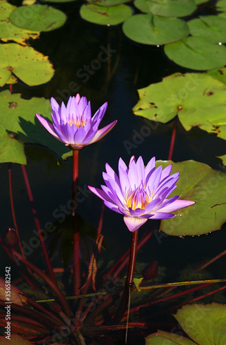 Closeup of purple water lily flowers on lily pads in water
