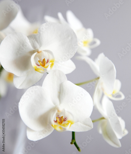 Fototapeta Naklejka Na Ścianę i Meble -  Detailed image of white orchid flower