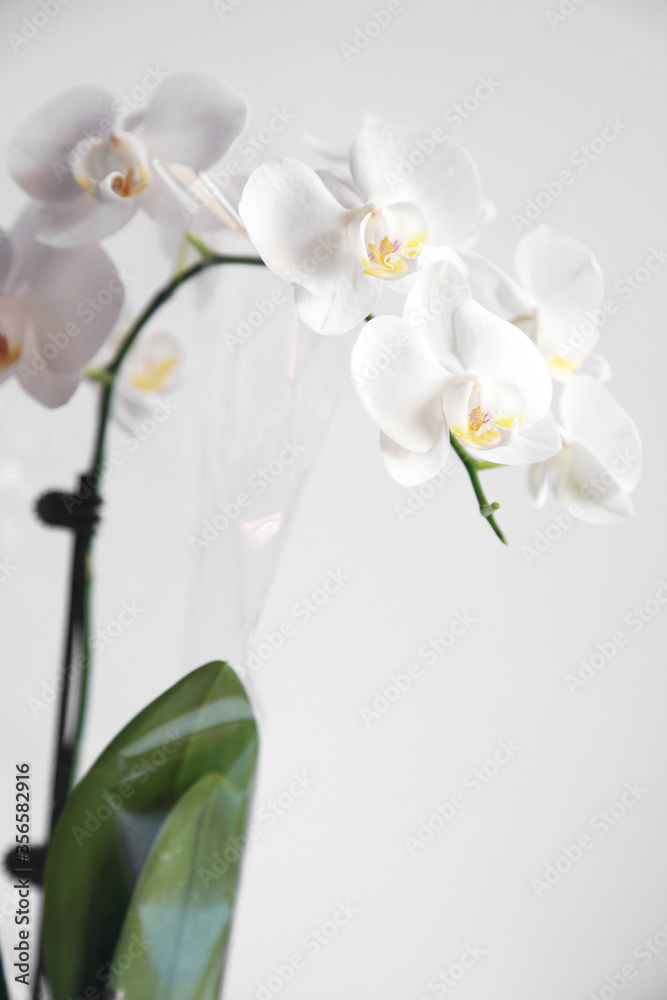 Fototapeta premium Detailed image of white orchid flower