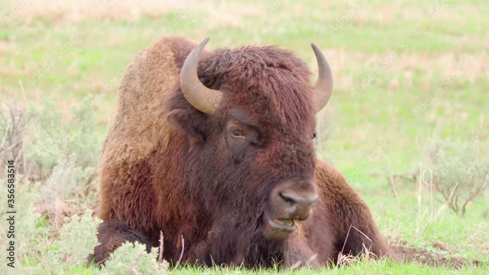 bison closeup grazing at yellowstone national park in wyoming bison closeup grazing at yellowstone national park in wyoming